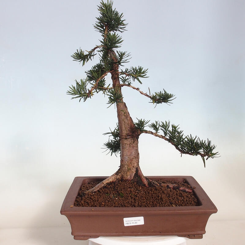 Venkovní bonsai - Taxus cuspidata  - Tis japonský