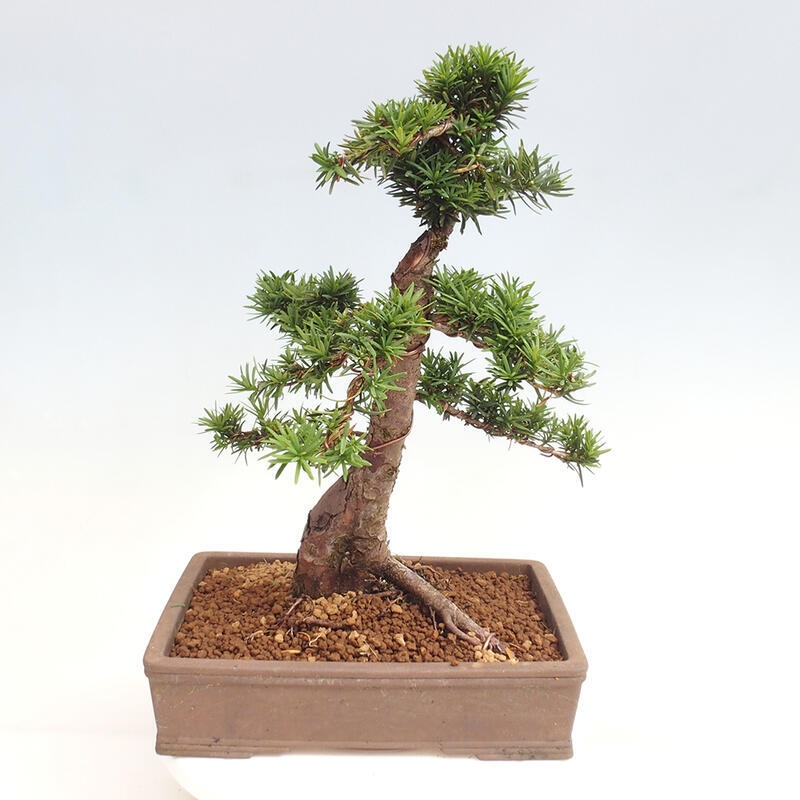 Venkovní bonsai - Taxus cuspidata  - Tis japonský