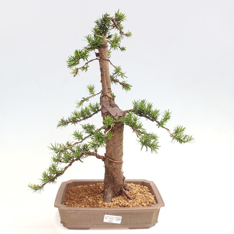 Venkovní bonsai - Taxus cuspidata  - Tis japonský