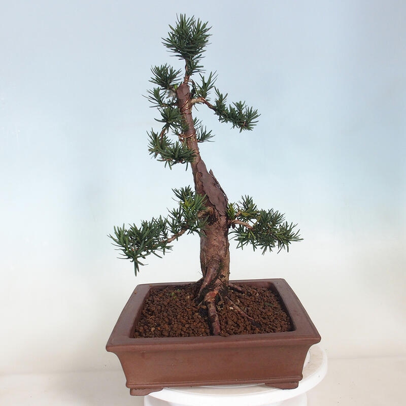 Venkovní bonsai - Taxus cuspidata  - Tis japonský