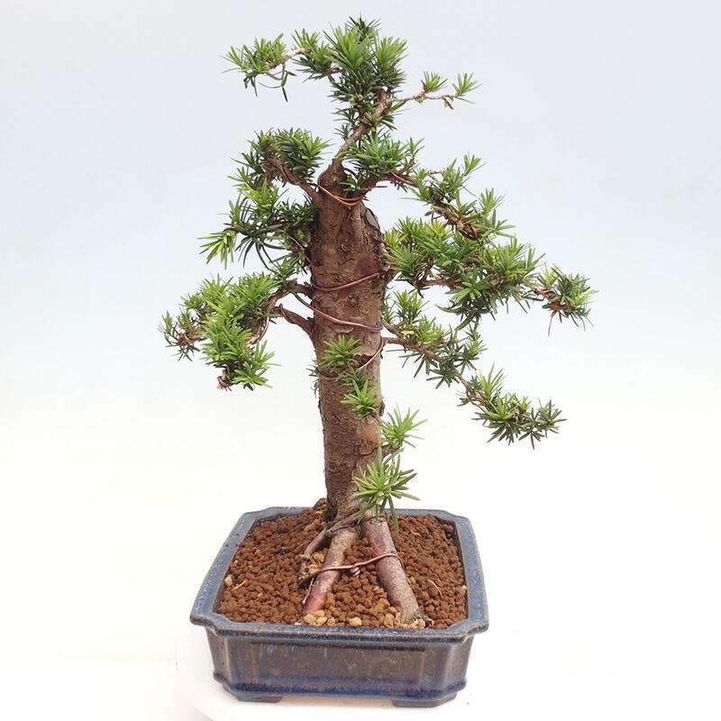 Venkovní bonsai - Taxus cuspidata  - Tis japonský