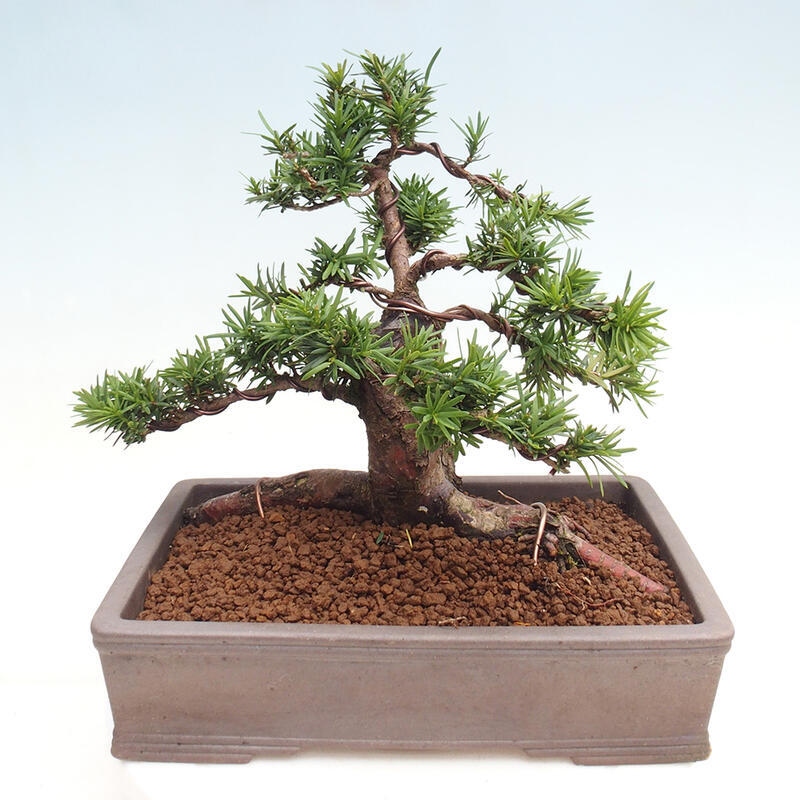 Venkovní bonsai - Taxus cuspidata  - Tis japonský