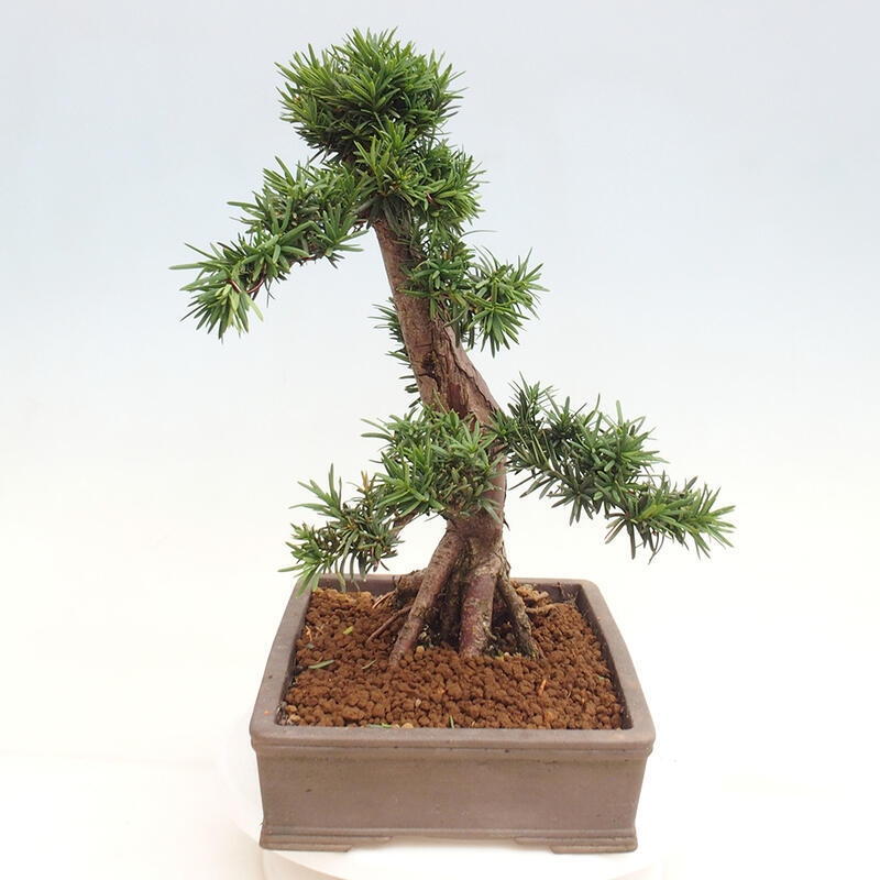 Venkovní bonsai - Taxus cuspidata  - Tis japonský