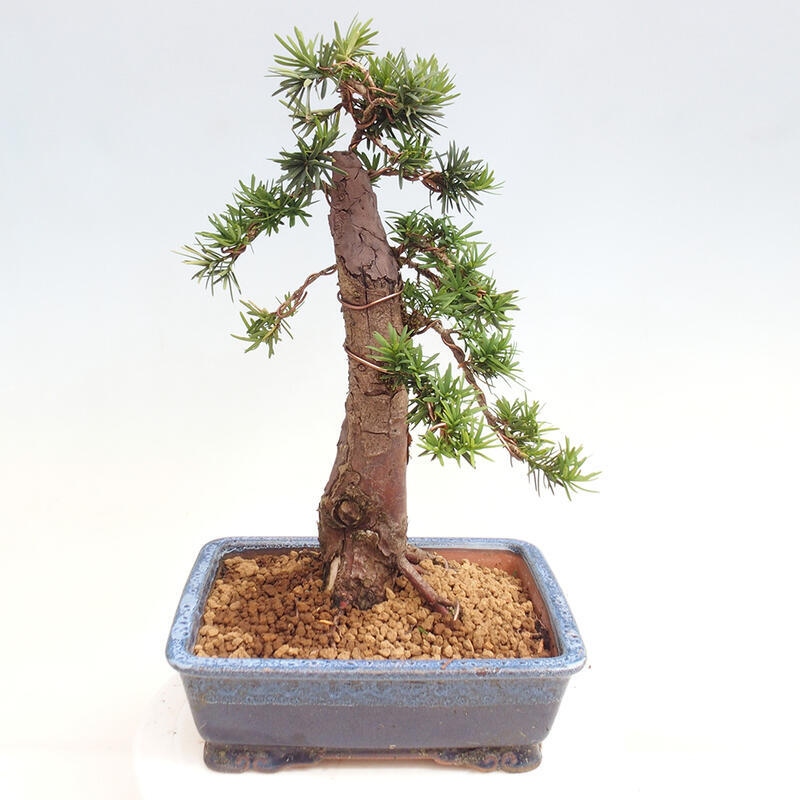 Venkovní bonsai - Taxus cuspidata  - Tis japonský