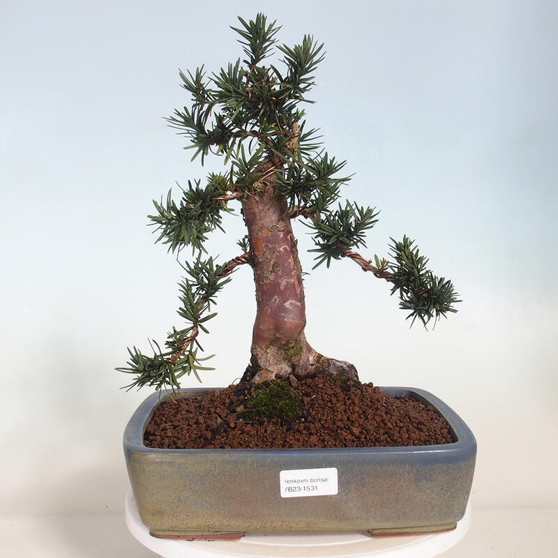 Venkovní bonsai - Taxus cuspidata  - Tis japonský