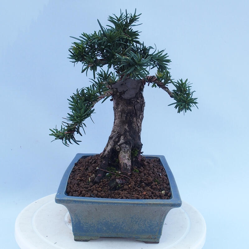 Venkovní bonsai - Taxus cuspidata  - Tis japonský