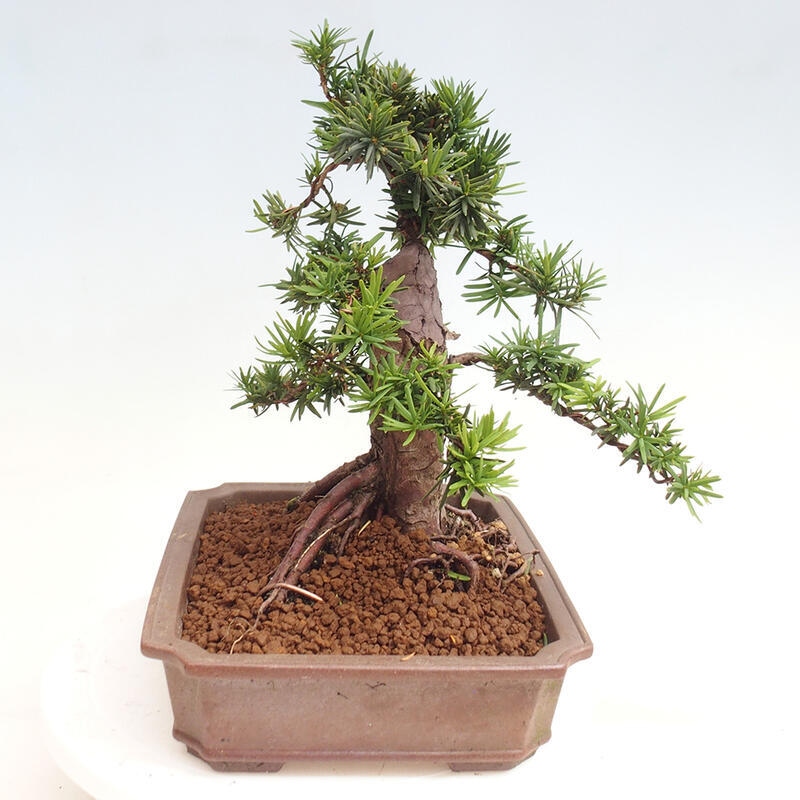 Venkovní bonsai - Taxus cuspidata  - Tis japonský