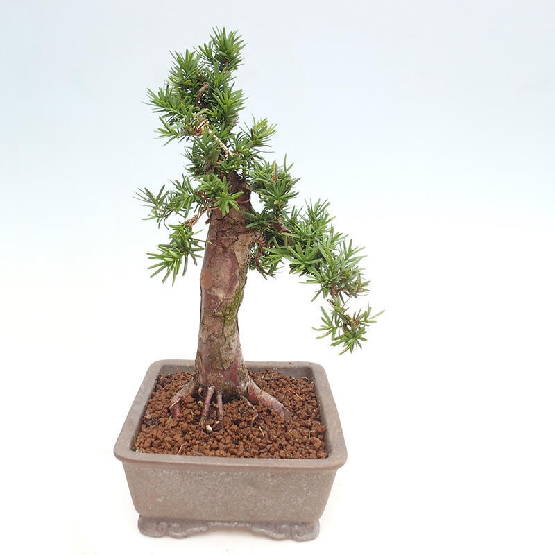 Venkovní bonsai - Taxus cuspidata  - Tis japonský