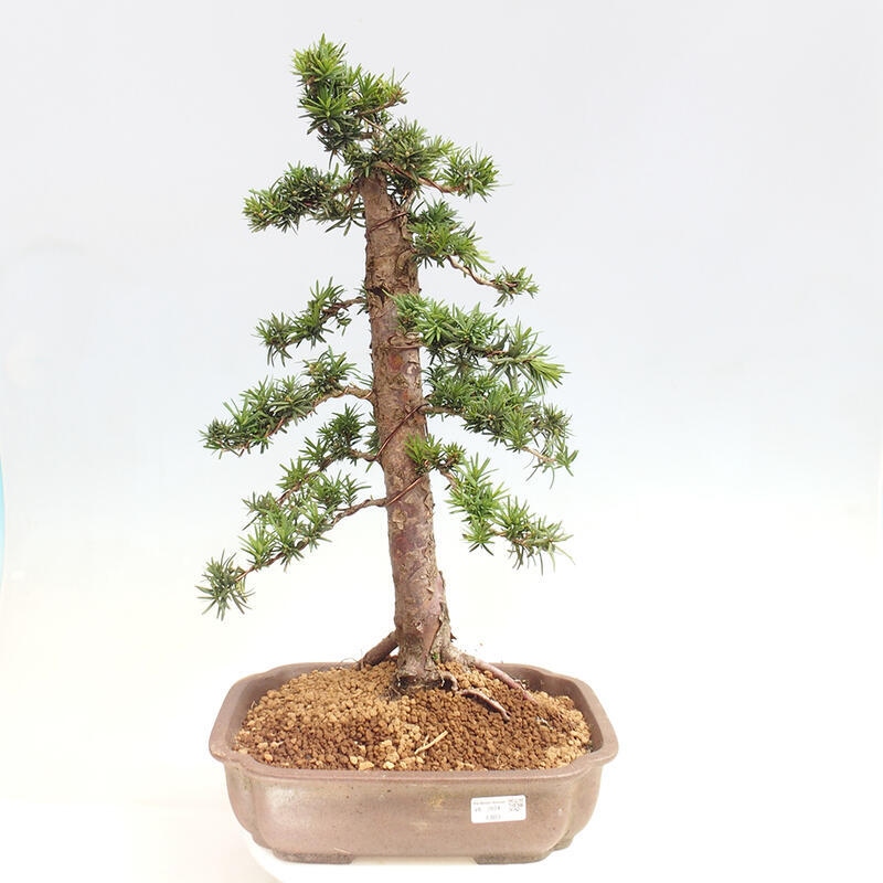 Venkovní bonsai - Taxus cuspidata  - Tis japonský