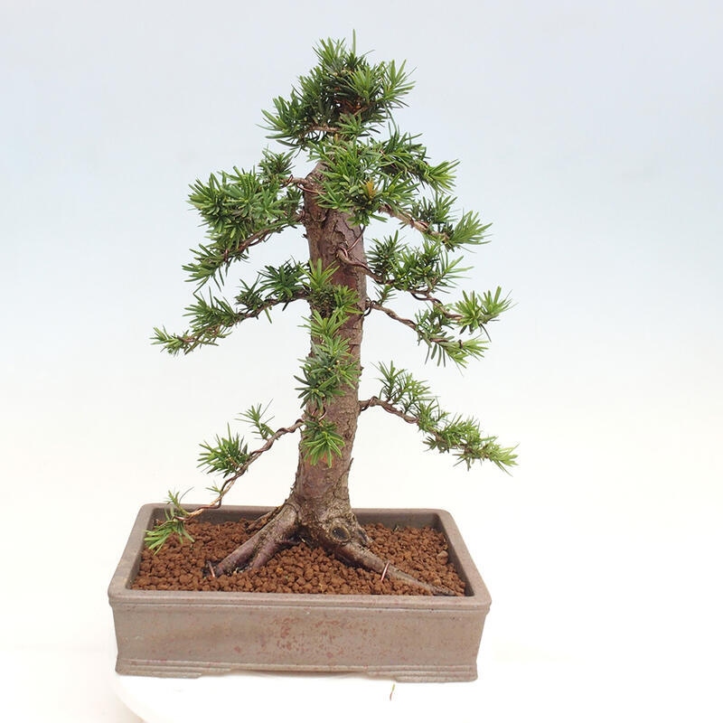 Venkovní bonsai - Taxus cuspidata  - Tis japonský