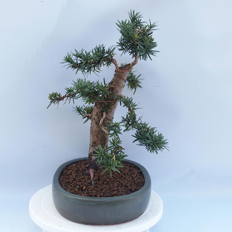 Venkovní bonsai - Taxus cuspidata  - Tis japonský