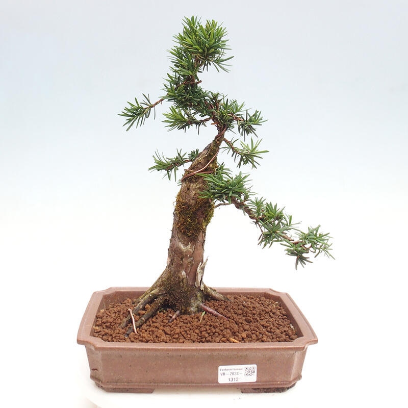 Venkovní bonsai - Taxus cuspidata  - Tis japonský