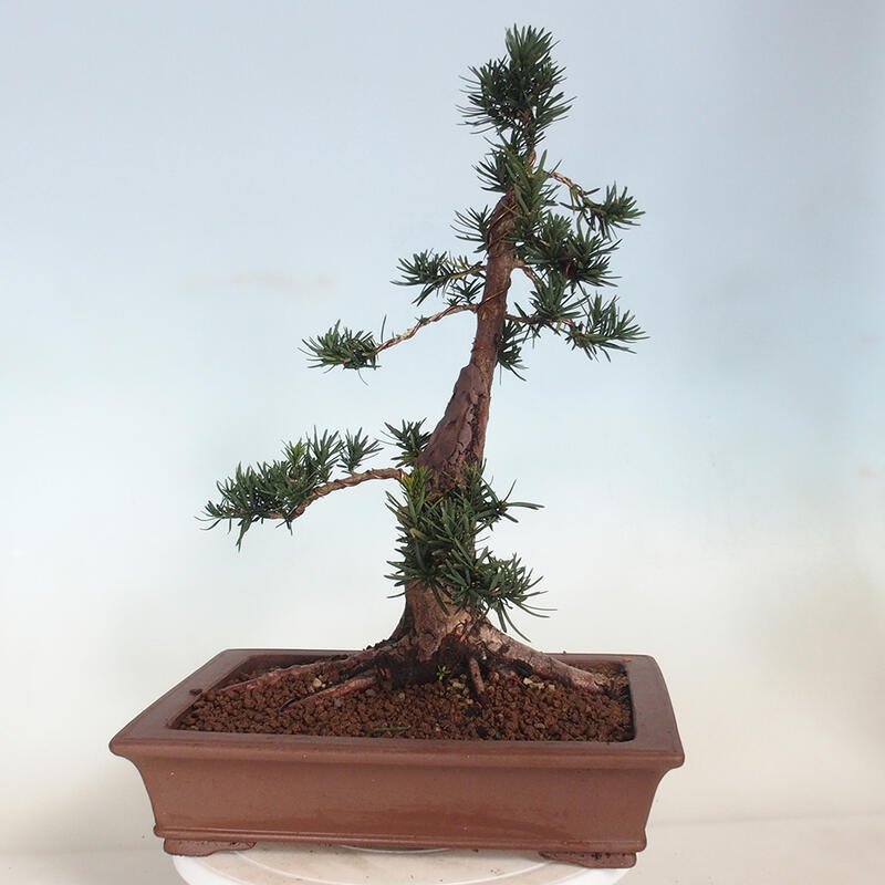 Venkovní bonsai - Taxus cuspidata  - Tis japonský