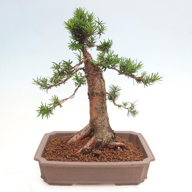 Venkovní bonsai - Taxus cuspidata  - Tis japonský