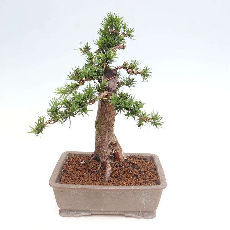 Venkovní bonsai - Taxus cuspidata  - Tis japonský