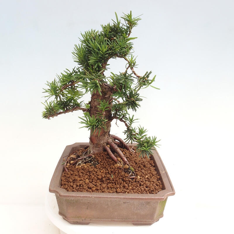 Venkovní bonsai - Taxus cuspidata  - Tis japonský