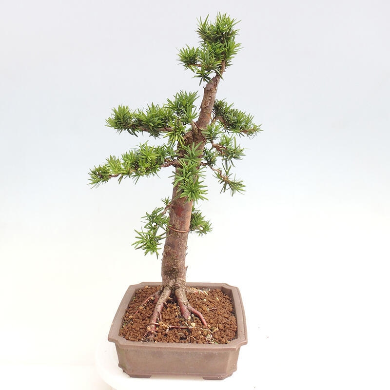 Venkovní bonsai - Taxus cuspidata  - Tis japonský