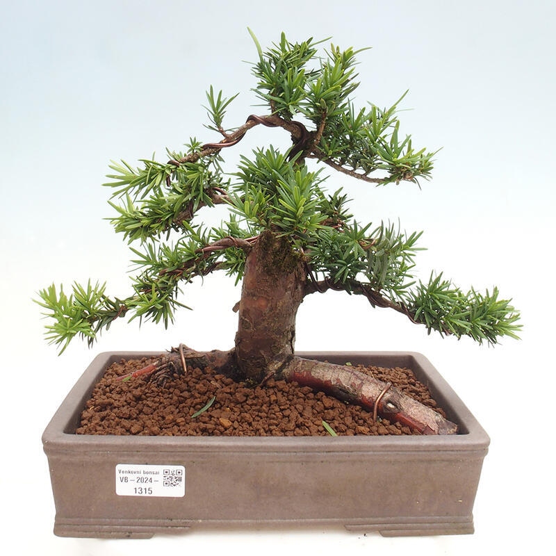 Venkovní bonsai - Taxus cuspidata  - Tis japonský