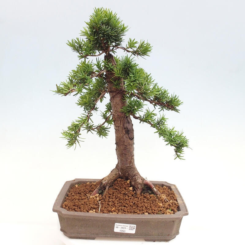 Venkovní bonsai - Taxus cuspidata  - Tis japonský