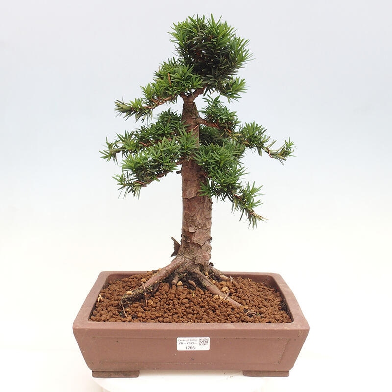 Venkovní bonsai - Taxus cuspidata  - Tis japonský