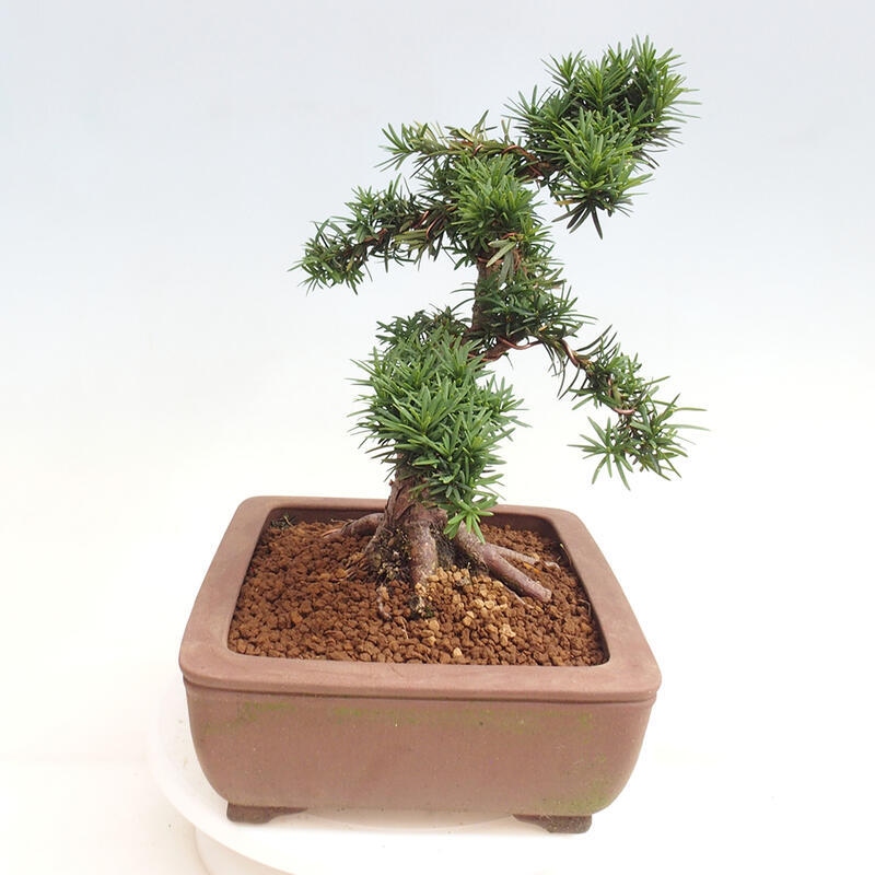 Venkovní bonsai - Taxus cuspidata  - Tis japonský