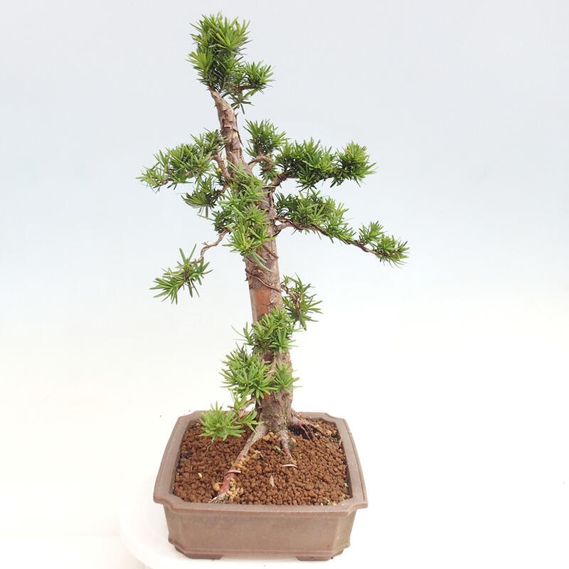 Venkovní bonsai - Taxus cuspidata  - Tis japonský