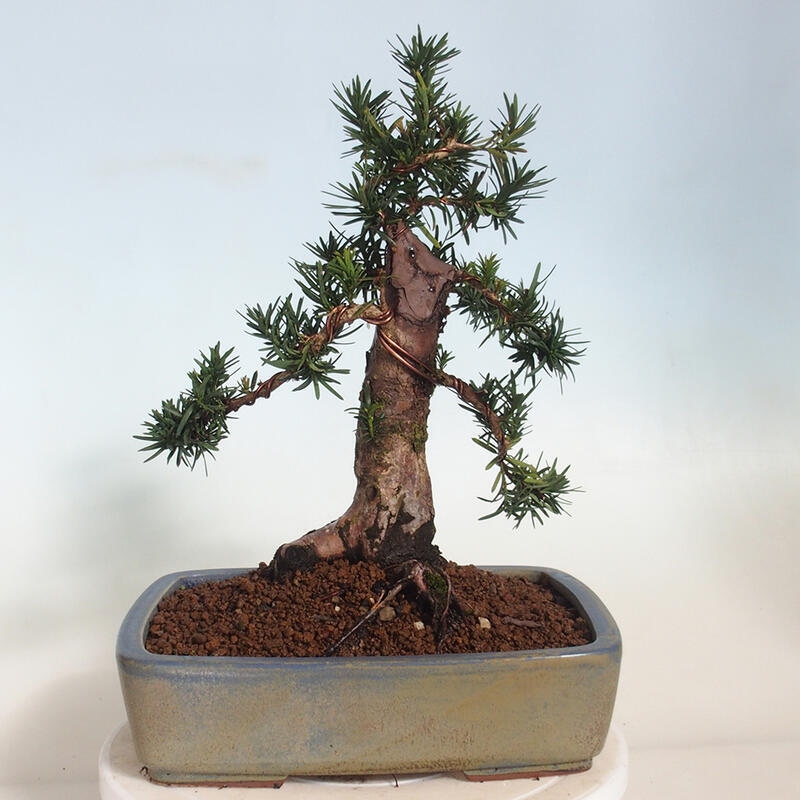 Venkovní bonsai - Taxus cuspidata  - Tis japonský