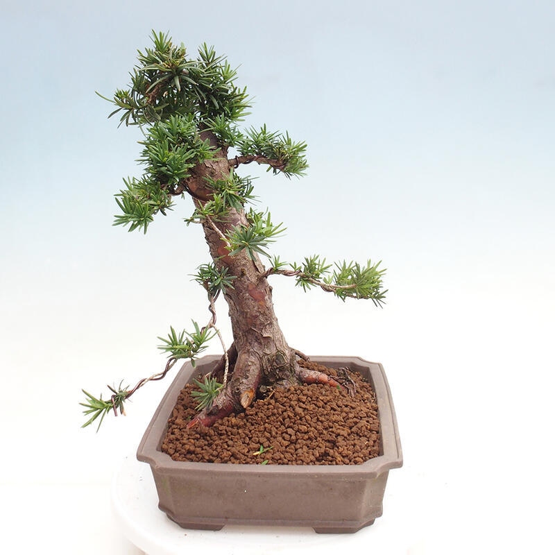 Venkovní bonsai - Taxus cuspidata  - Tis japonský