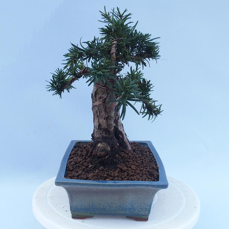 Venkovní bonsai - Taxus cuspidata  - Tis japonský