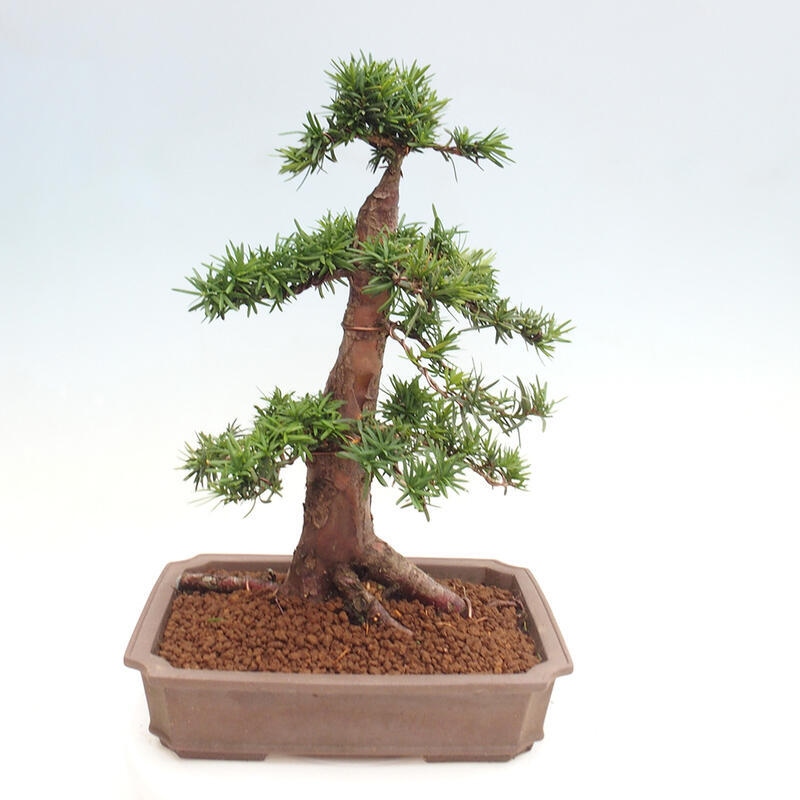 Venkovní bonsai - Taxus cuspidata  - Tis japonský