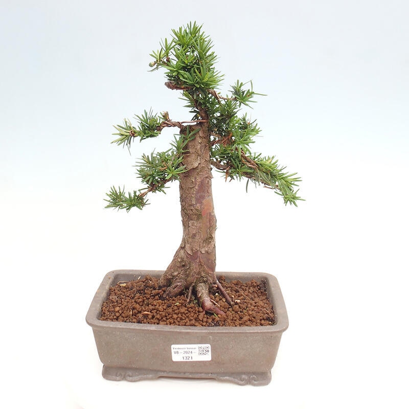 Venkovní bonsai - Taxus cuspidata  - Tis japonský