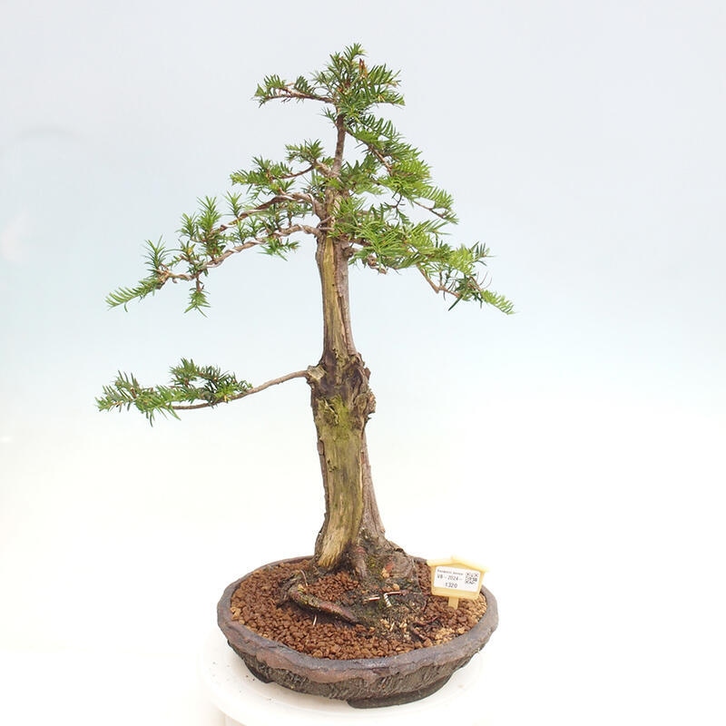 Venkovní bonsai - Taxus cuspidata  - Tis japonský