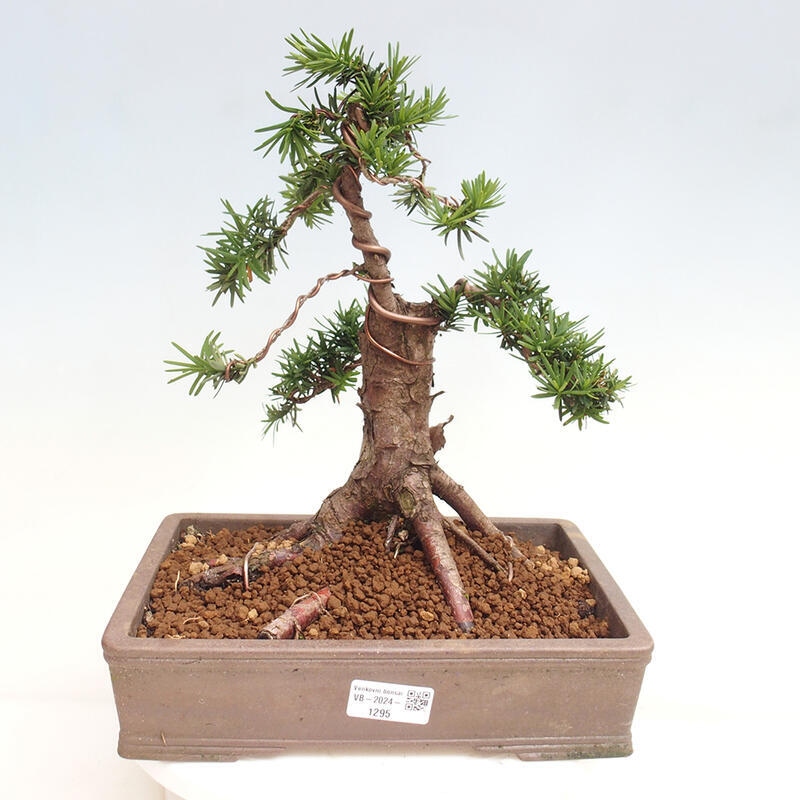 Venkovní bonsai - Taxus cuspidata  - Tis japonský