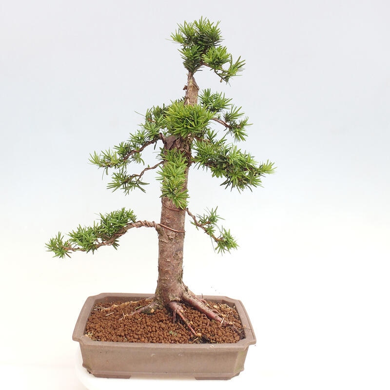 Venkovní bonsai - Taxus cuspidata  - Tis japonský