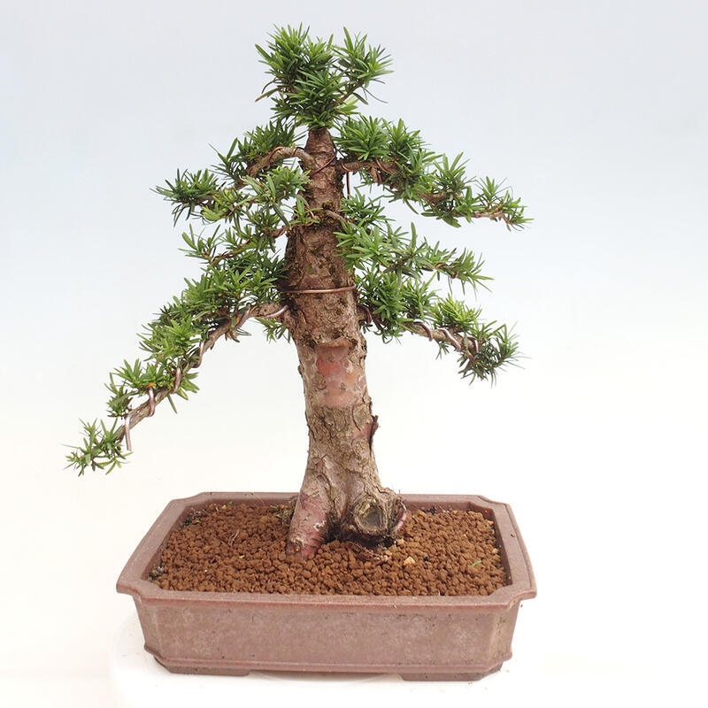 Venkovní bonsai - Taxus cuspidata  - Tis japonský