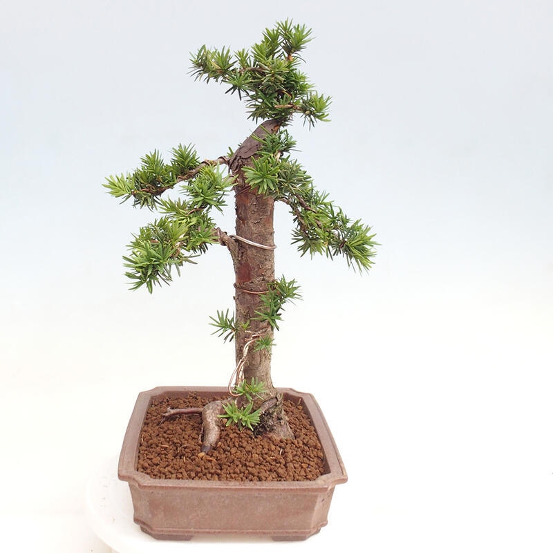 Venkovní bonsai - Taxus cuspidata  - Tis japonský