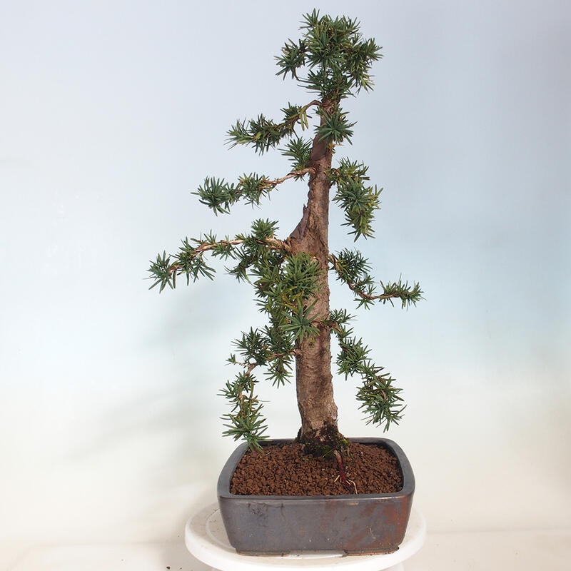 Venkovní bonsai - Taxus cuspidata  - Tis japonský