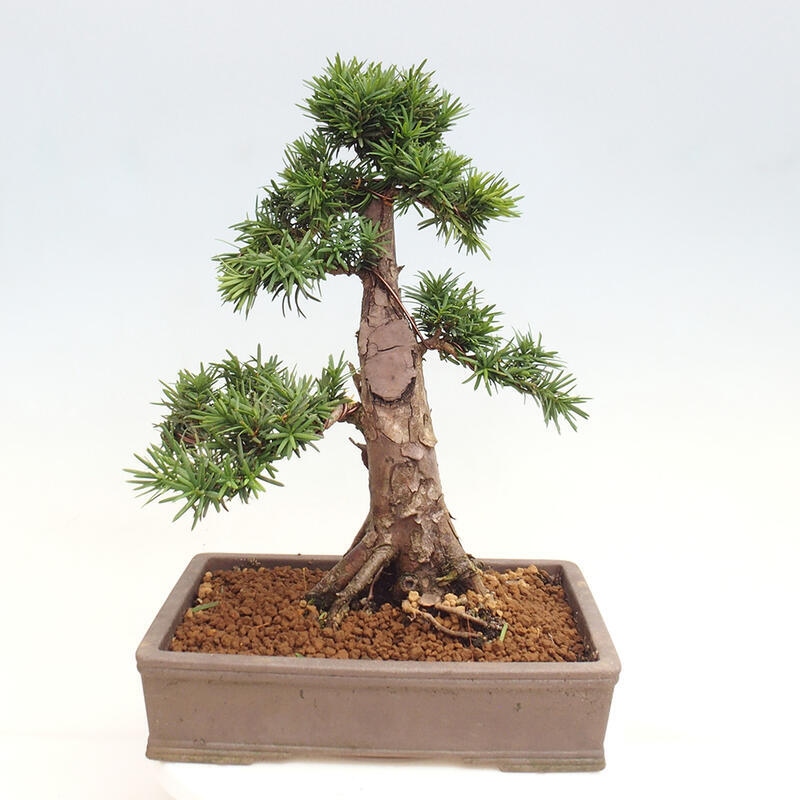 Venkovní bonsai - Taxus cuspidata  - Tis japonský