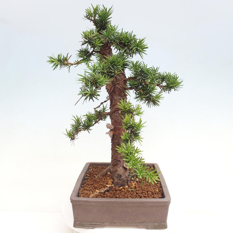 Venkovní bonsai - Taxus cuspidata  - Tis japonský