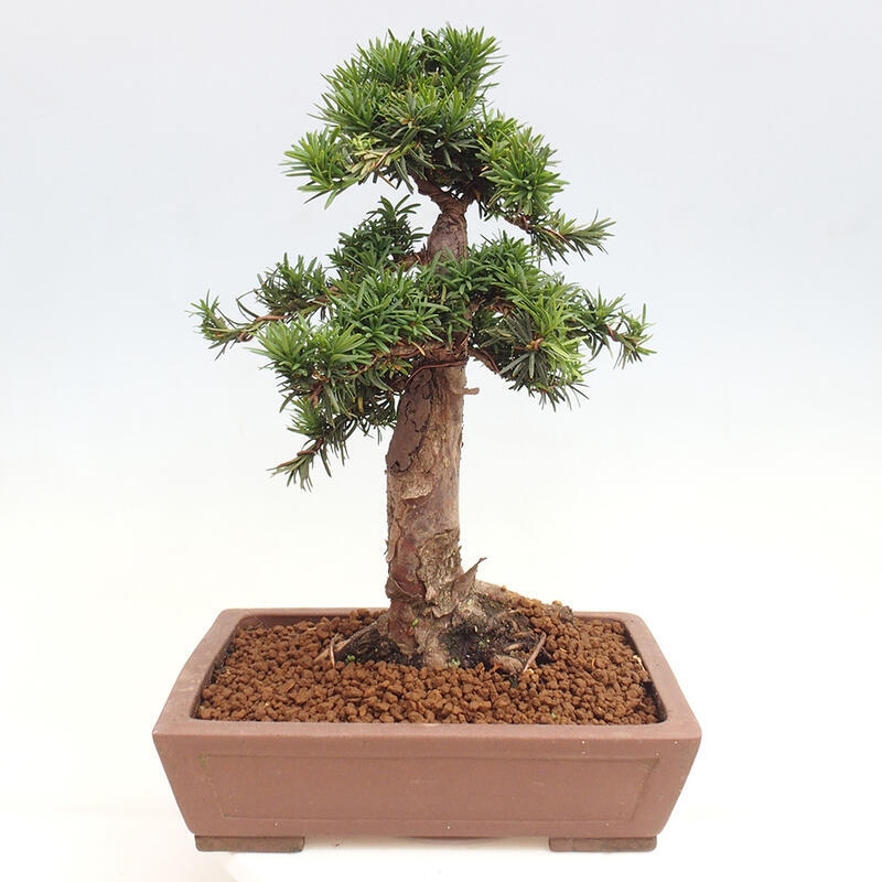 Venkovní bonsai - Taxus cuspidata  - Tis japonský