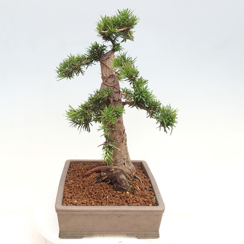 Venkovní bonsai - Taxus cuspidata  - Tis japonský