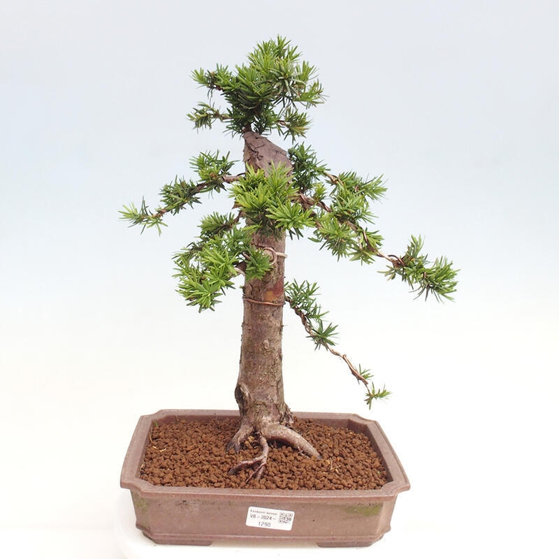 Venkovní bonsai - Taxus cuspidata  - Tis japonský