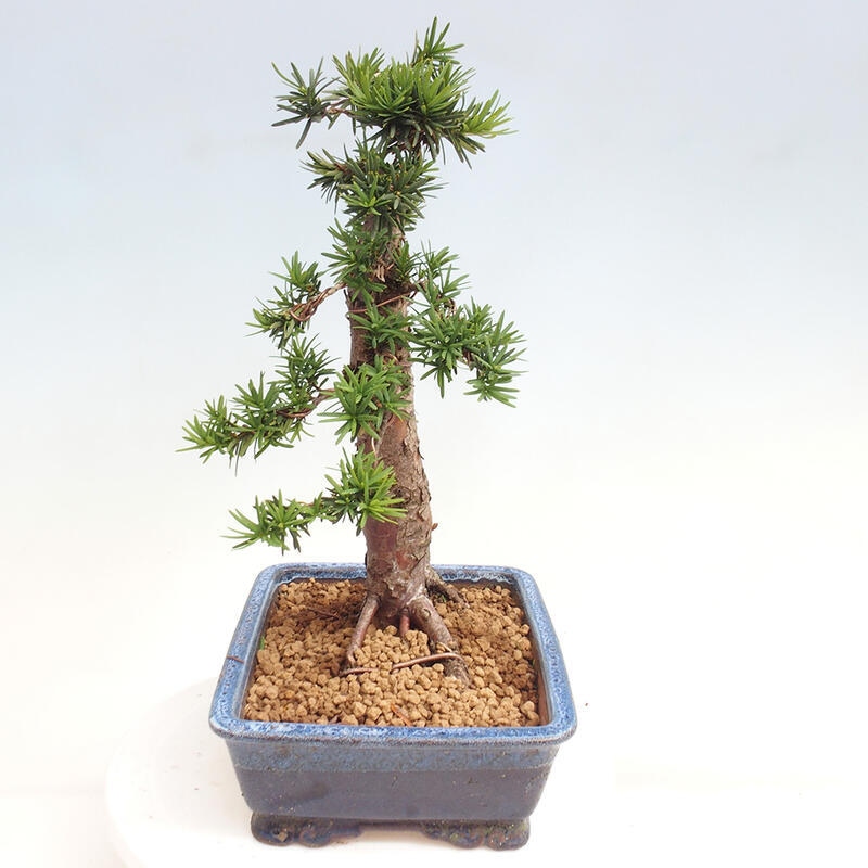 Venkovní bonsai - Taxus cuspidata  - Tis japonský