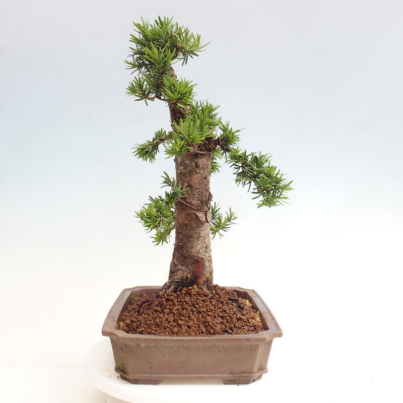 Venkovní bonsai - Taxus cuspidata  - Tis japonský