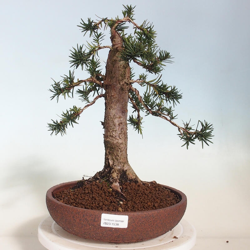 Venkovní bonsai - Taxus cuspidata  - Tis japonský