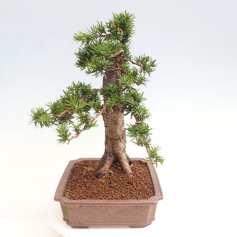 Venkovní bonsai - Taxus cuspidata  - Tis japonský