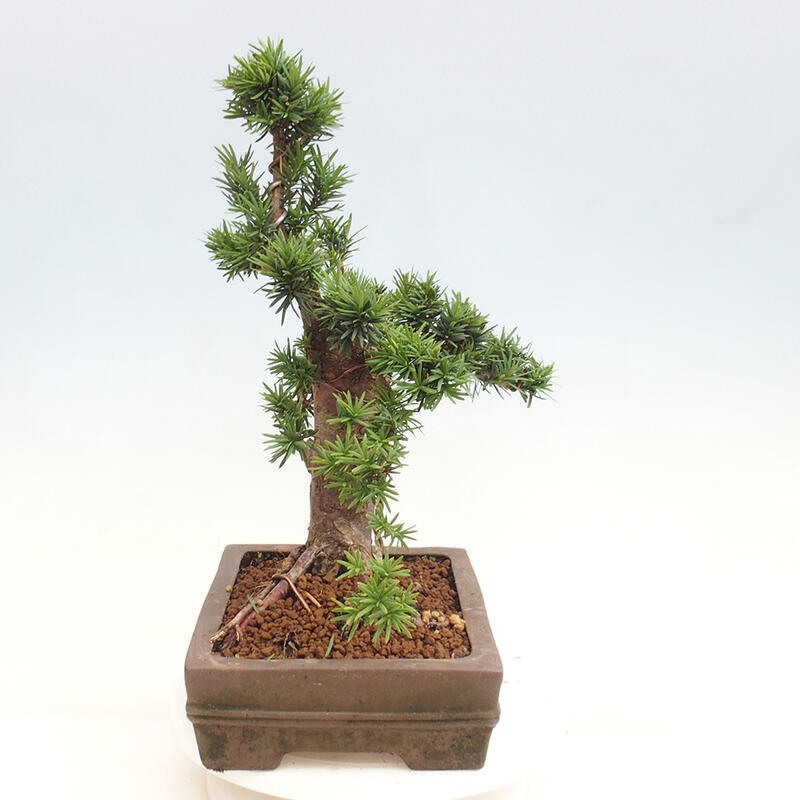 Venkovní bonsai - Taxus cuspidata  - Tis japonský