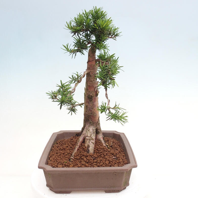 Venkovní bonsai - Taxus cuspidata  - Tis japonský