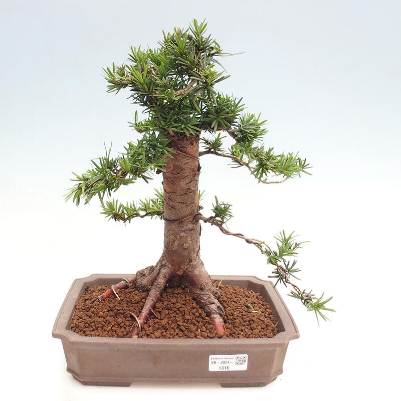 Venkovní bonsai - Taxus cuspidata  - Tis japonský