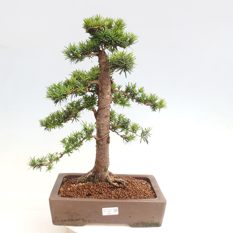 Venkovní bonsai - Taxus cuspidata  - Tis japonský